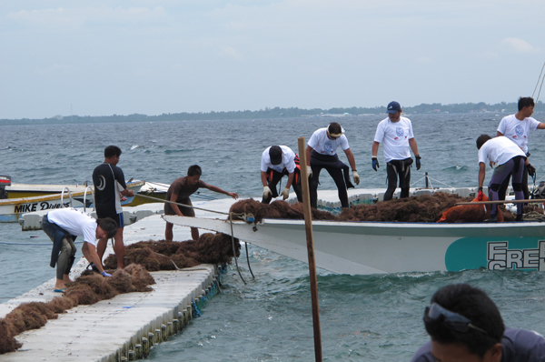 This abandoned gill net was retrieved at Punta Engaño and manually off-loaded from the diveboat